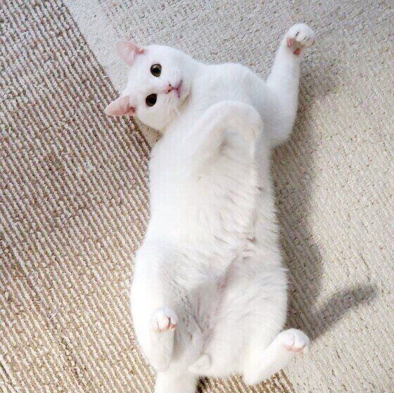  MIXのシロちゃんのかまって！