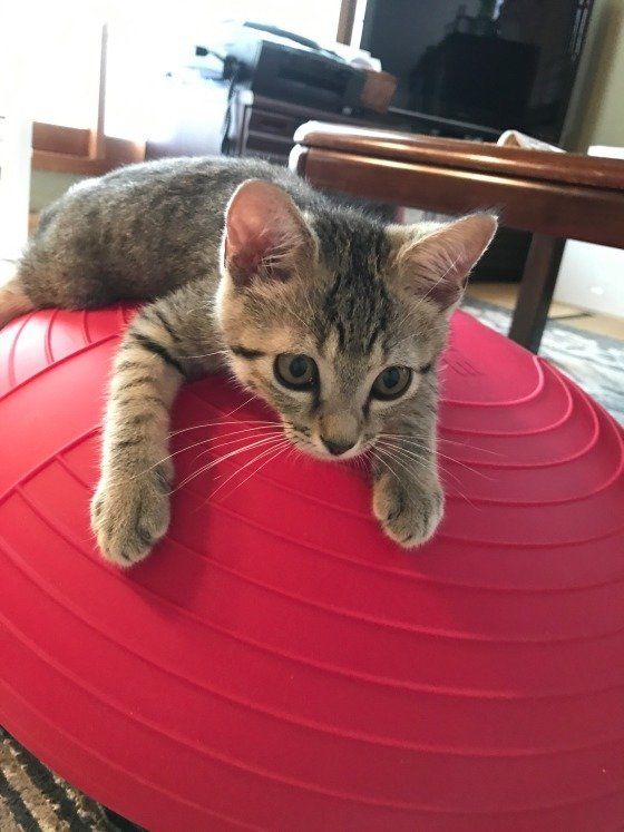 バロンくん　MIX　キジトラ