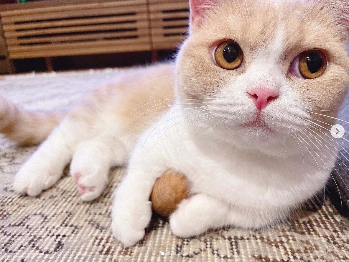 ボールを抱えるみりんちゃん