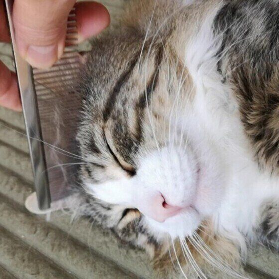 メインクーンの銀次郎ちゃん