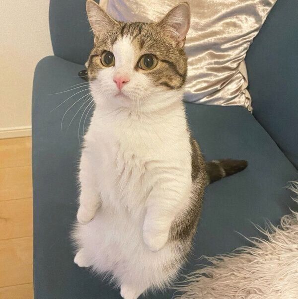 マンチカン立ちする琥太郎くん