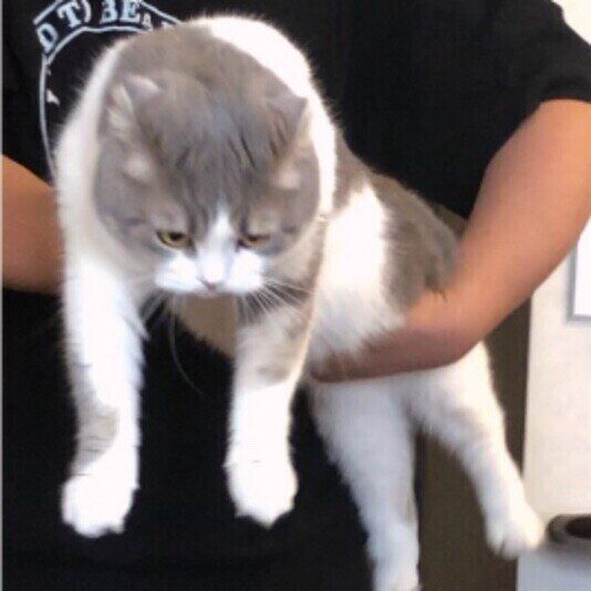 くうちゃん（スコティッシュフォールド）