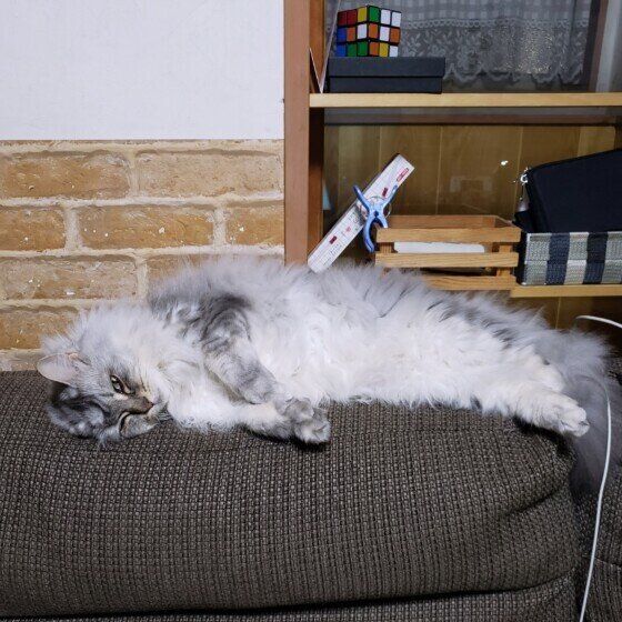 サイベリアンのさくらくん♪