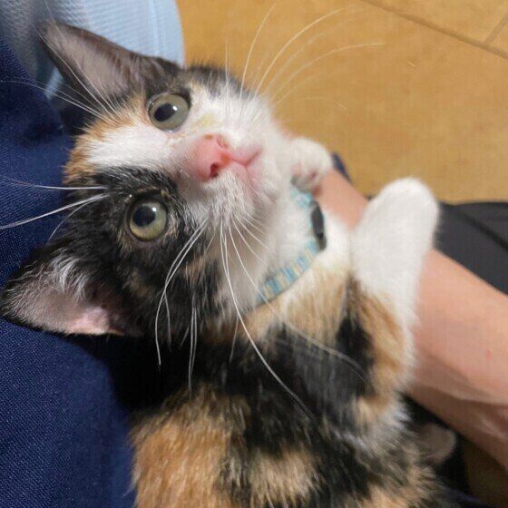 抱っこが好きな三毛猫
