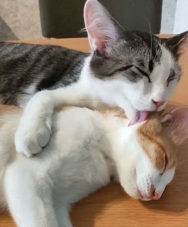 くっつくこむぎくん、やまとくん