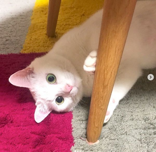 元保護猫・ミカヅキちゃん