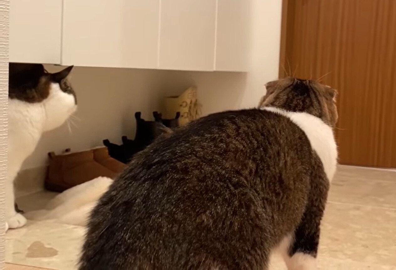 パパさんを見送るぽこ太郎ちゃんとうま次郎ちゃん