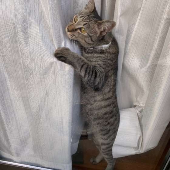 キジトラのNonoちゃん