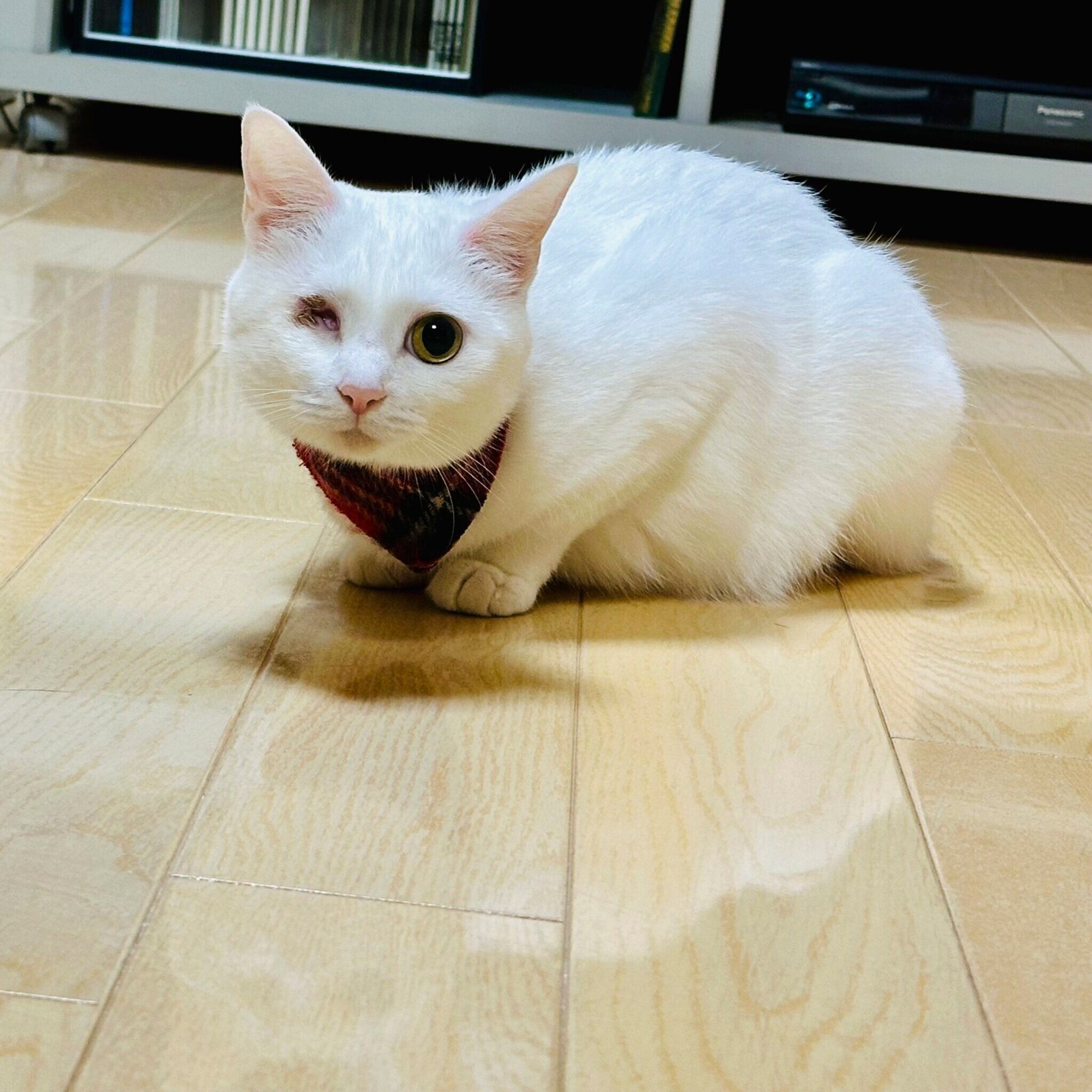 すっかり“美猫”に成長！　クリッとした瞳がかわいらしい1枚