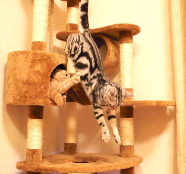 仲良しなアメリカンショートヘアとスコティッシュフォールド