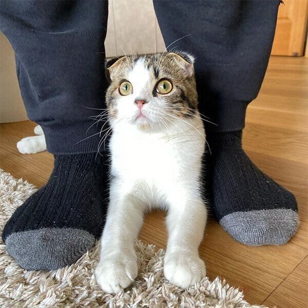 飼い主さんの足元にいるこたろうくん