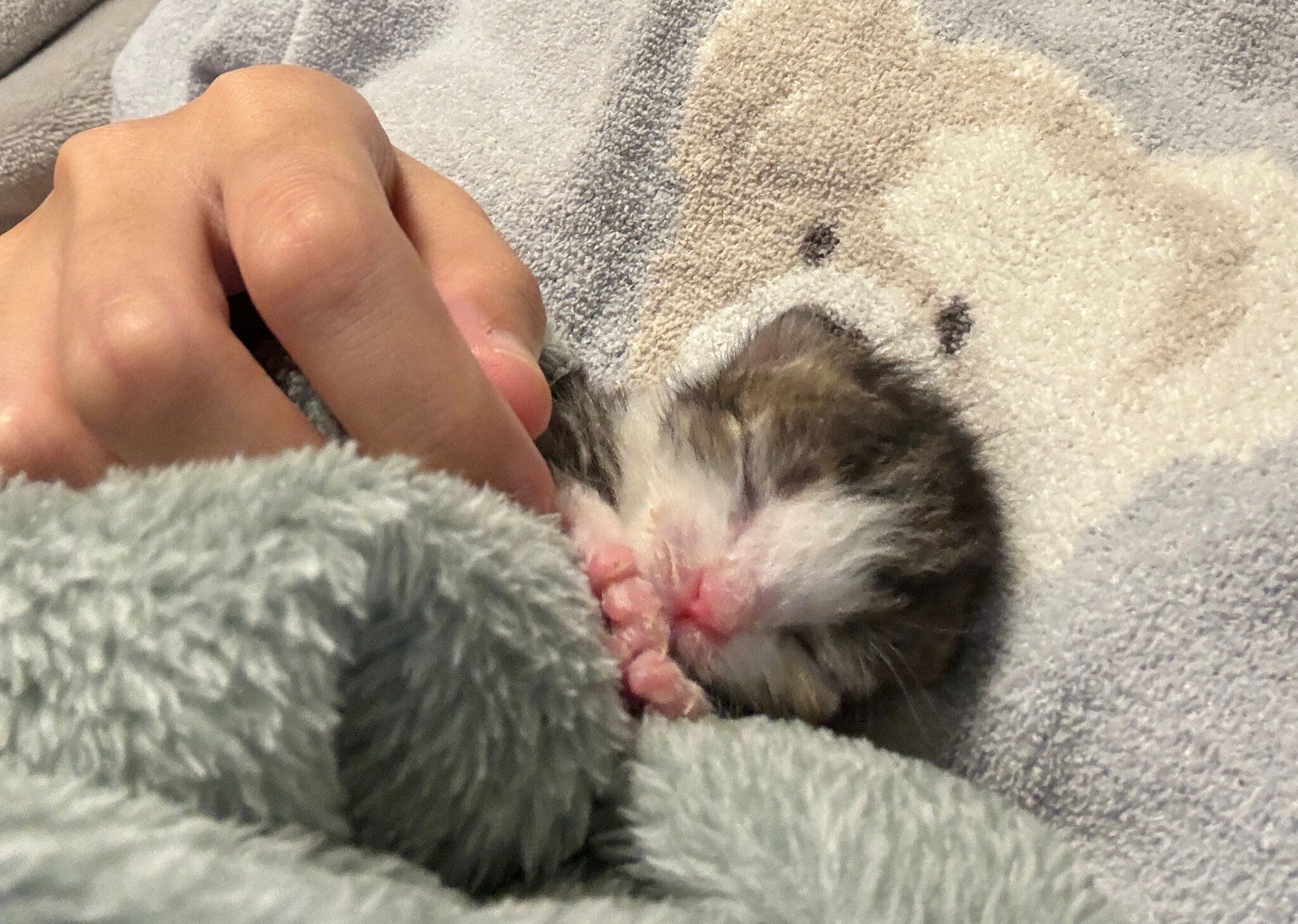 飼い主に抱かれて眠る生まれたての子猫