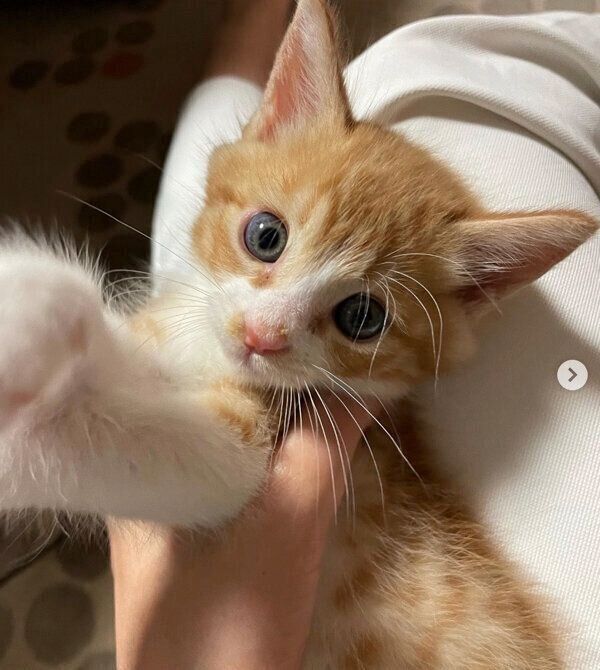 見つめるきゅんくん