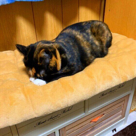 ごめん寝する猫