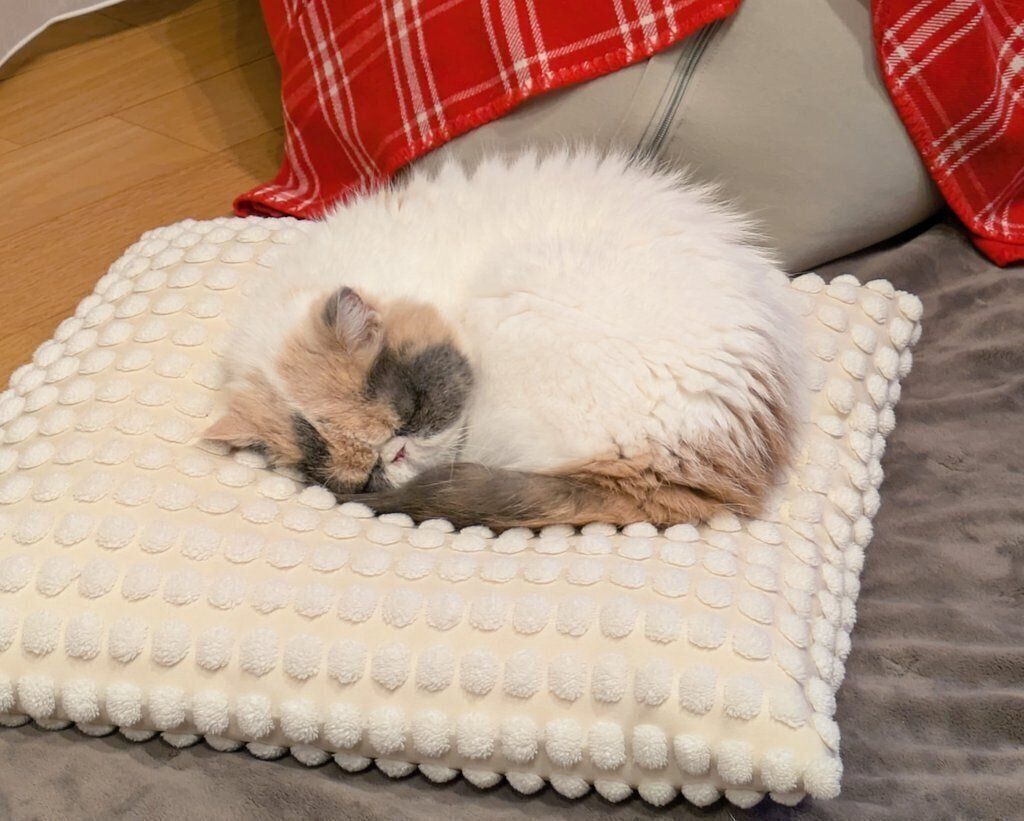 クッションの上で眠るジャスミンちゃん