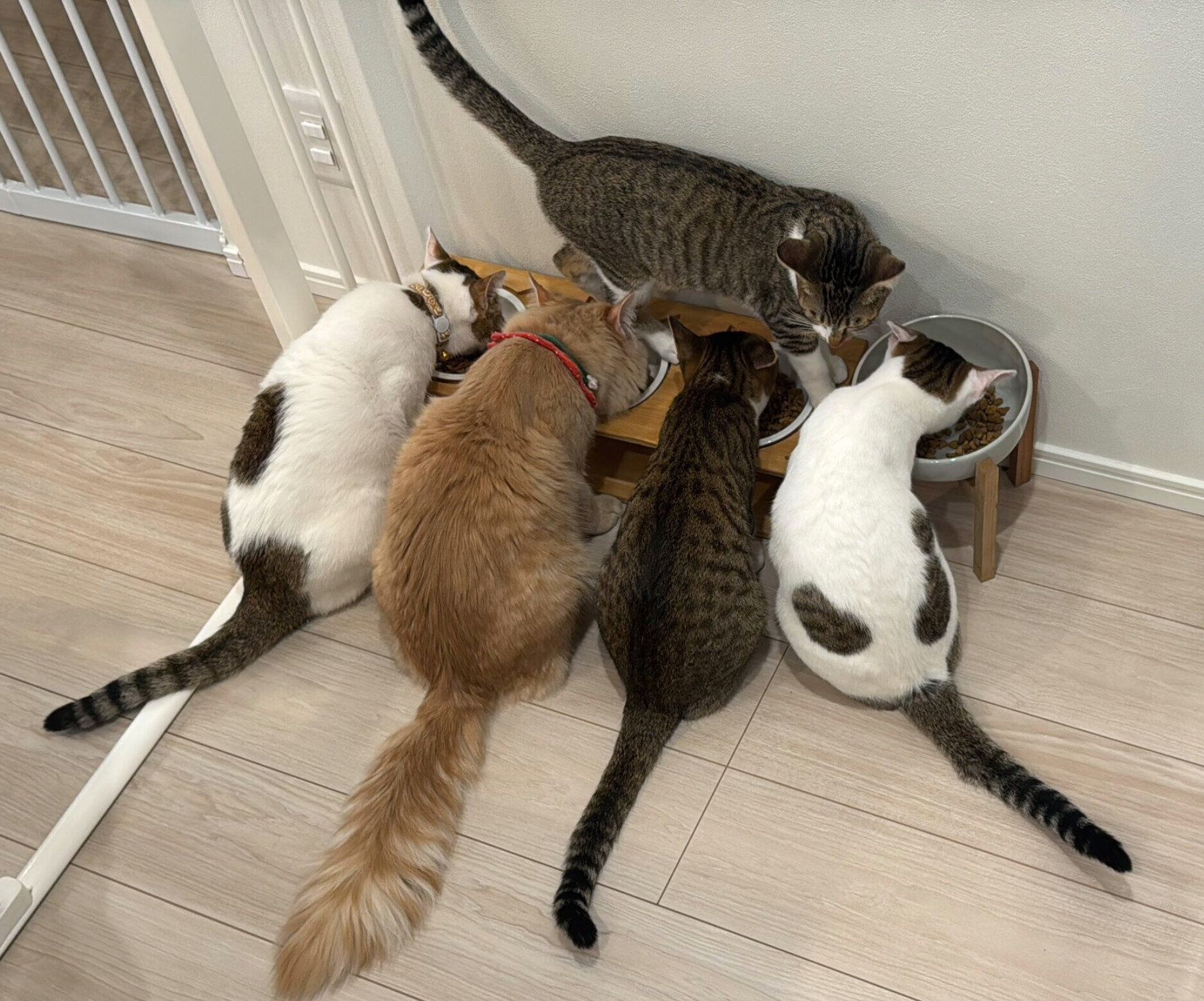 てんぷらくんと新しく家族に加わった保護猫たち