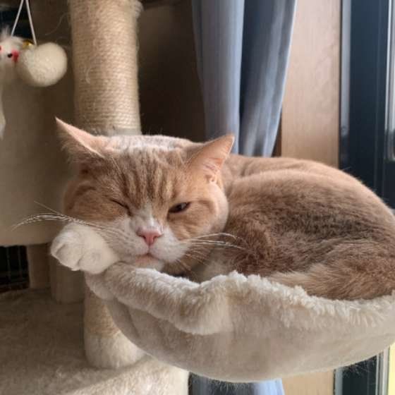 くつろぐブリティッシュショートヘア