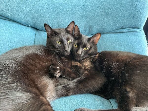 寄り添うじんべいちゃん、ねまきちゃん