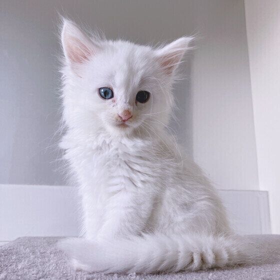 メインクーンのLouis君