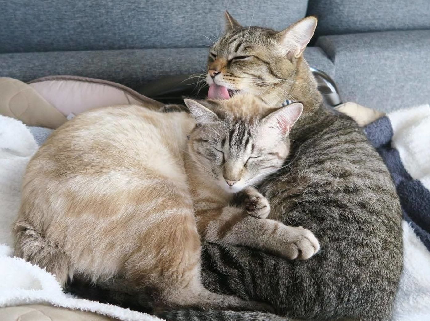 ラブラブすぎる兄弟猫がここに 愛情あふれる日常をのぞき見 ねこのきもちweb Magazine ラブラブすぎる兄弟猫がここに 愛情あふれる日常をのぞき見 ねこのきもちweb Magazine