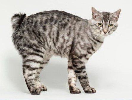 ジャパニーズ・ボブテイル