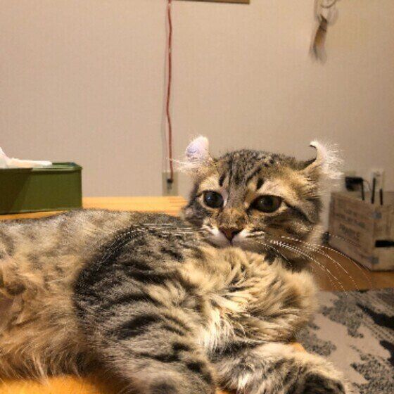 くつろぐアメリカンカール