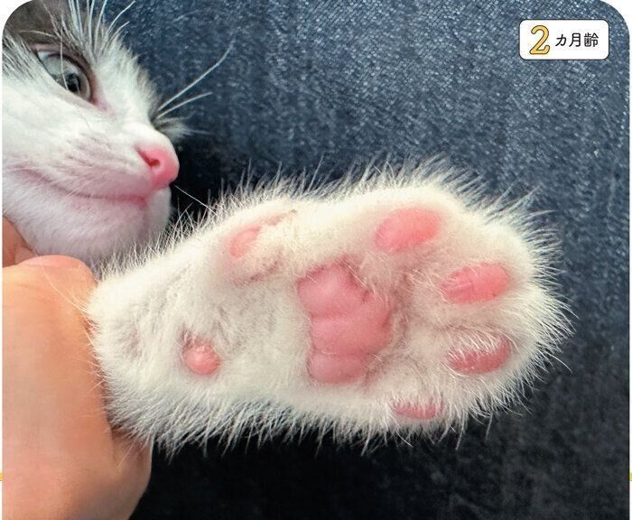 子猫の肉球