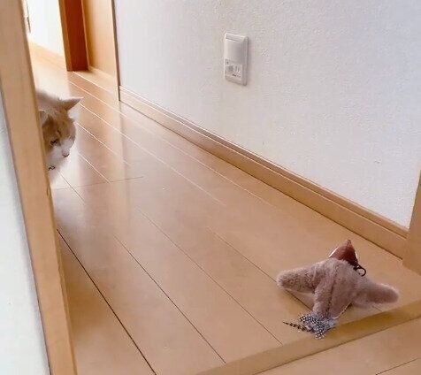 入り口に置かれた鳥のぬいぐるみに気づくまゆちゃん