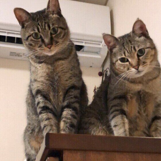 仲がいい親子の猫