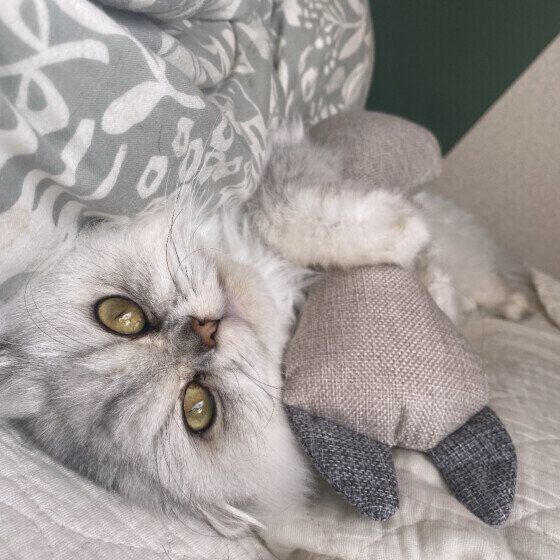 サイベリアンのciuriちゃん