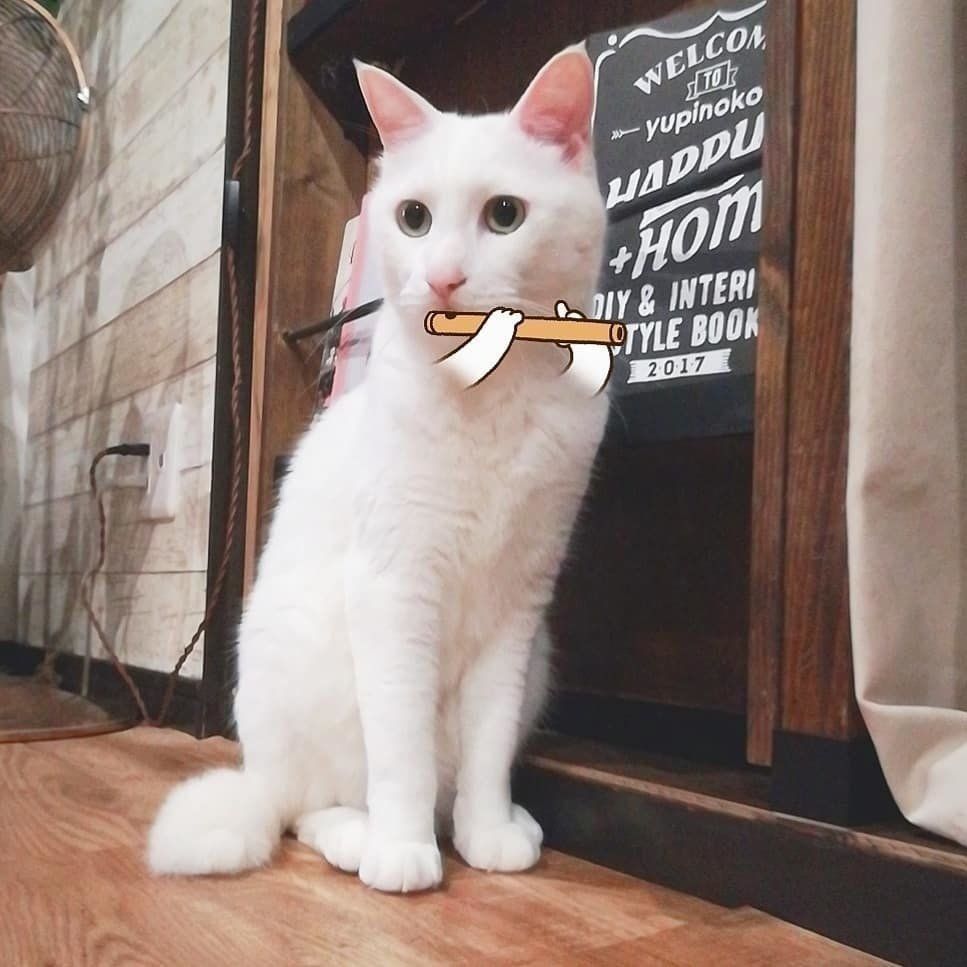 snowフィルタで笛を吹く猫