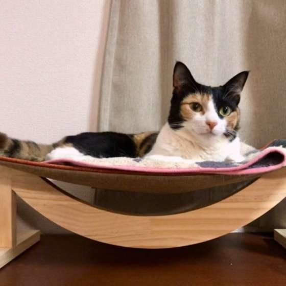 お気に入りの場所でくつろぐ猫