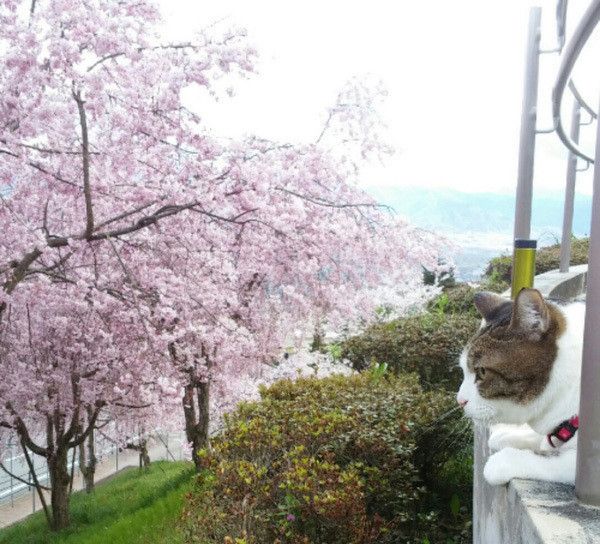 桜を見つめる猫
