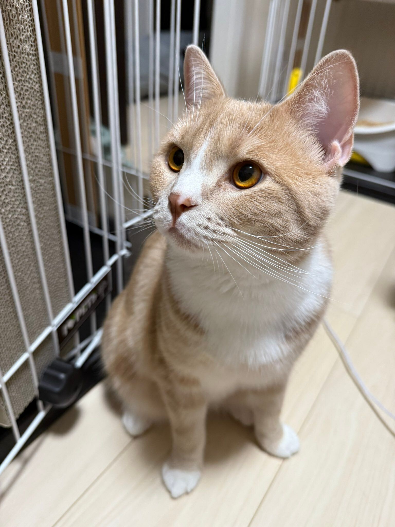 1才になったスコティッシュフォールド