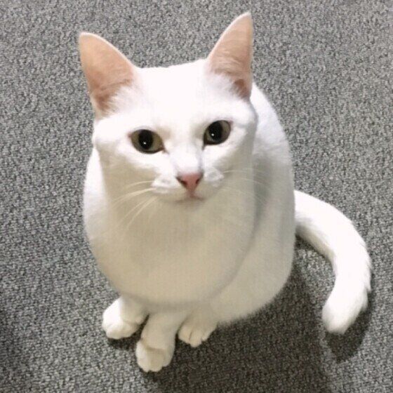 見つめる猫（メス）