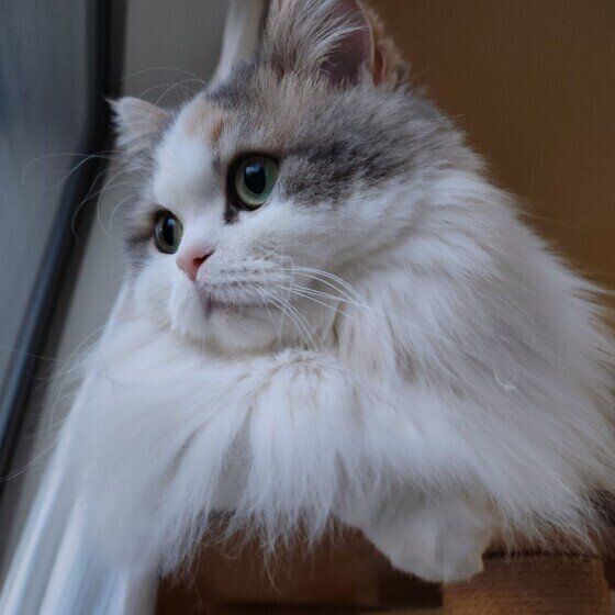 ラテちゃん（ミヌエット）