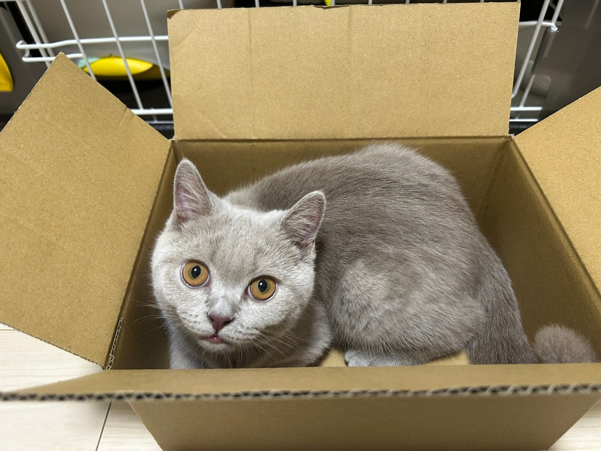 生後4カ月のブリティッシュショートヘア