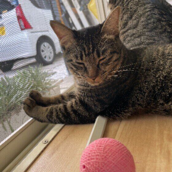 キジトラ猫の叶ちゃん