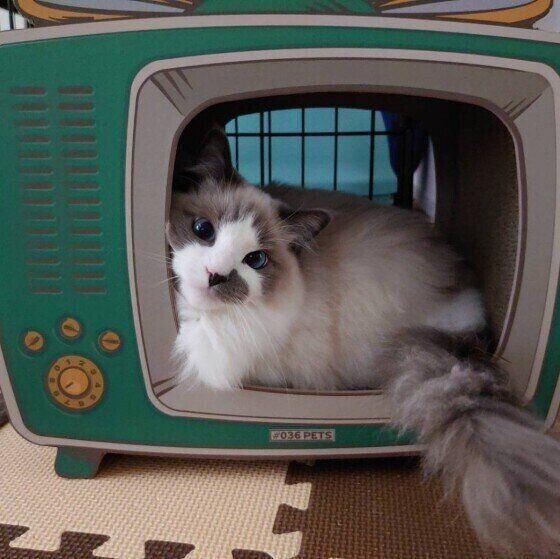 くつろぐラグドール