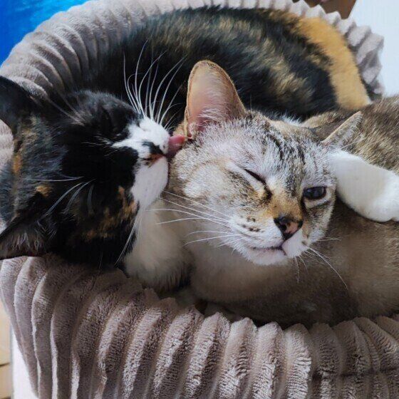 クーちゃんの毛づくろいをするミーちゃん