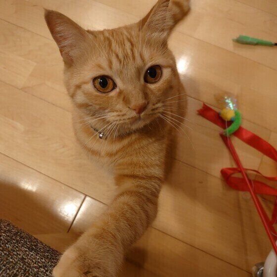 腕を伸ばす茶トラ猫