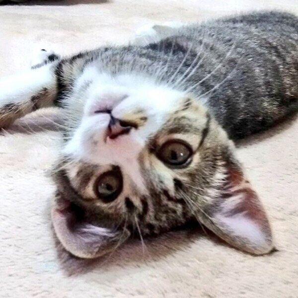 生後3〜4カ月のころに撮影したまめたろくん