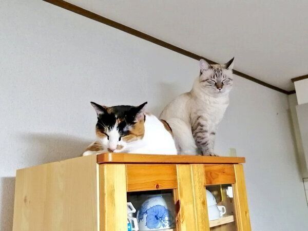 こむぎちゃんの隣に座るつむぎちゃん