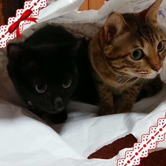 トラ丸  MIX　キジトラ