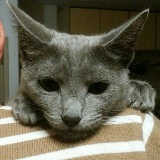 肩にのるロシアンブルー