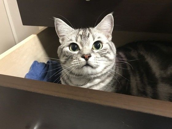 引き出しを征服