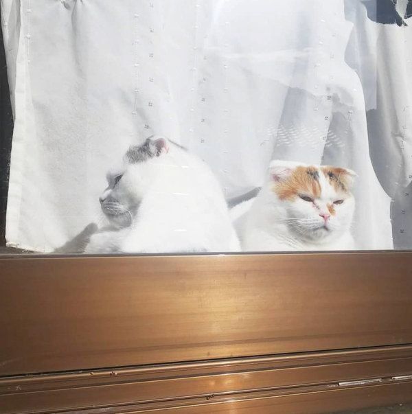 窓際でくつろぐスコティッシュフォールド