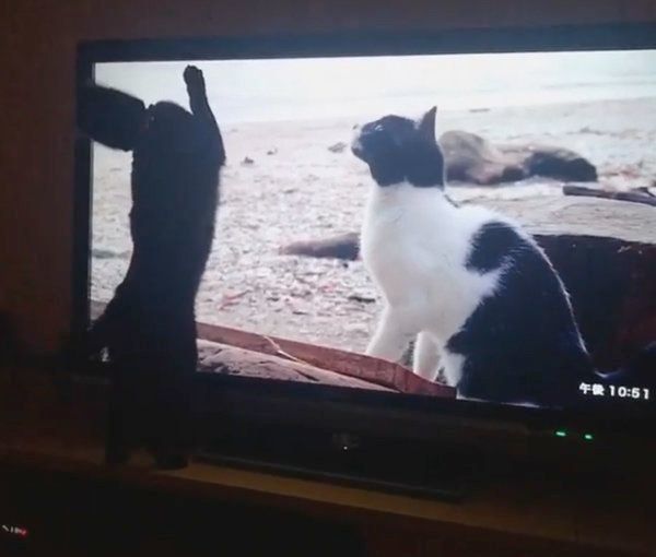 テレビを見つめる黒猫