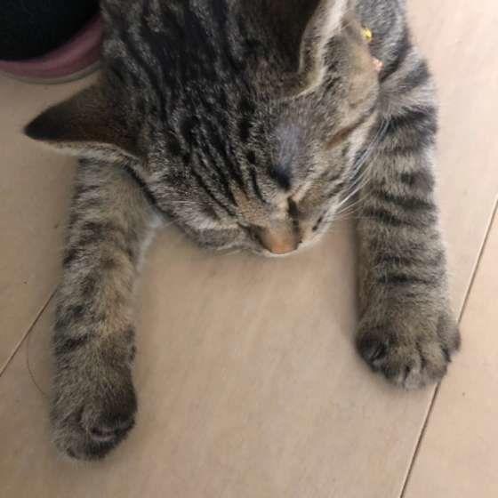 スコティッシュフォールド　こまり