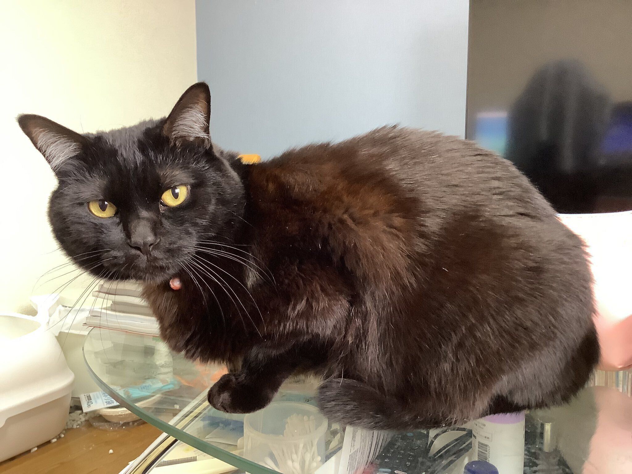 飼い主さんの視界に入ってアピールするナッツくん